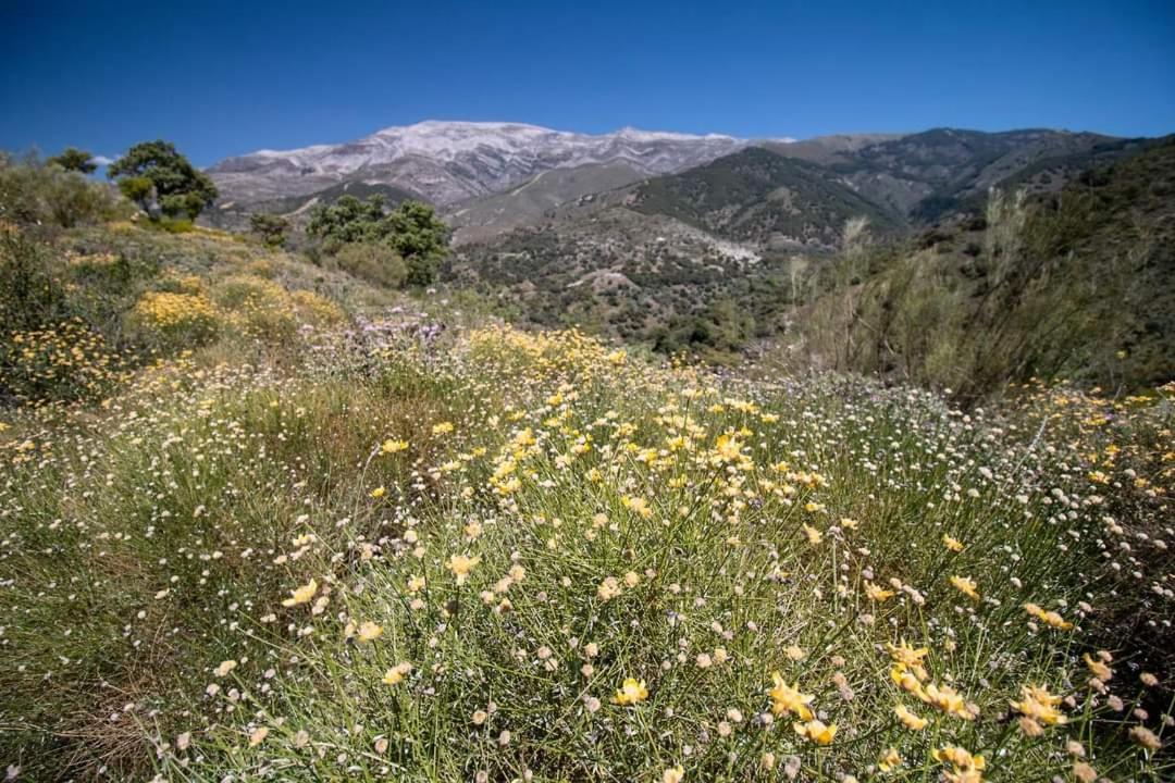 Finca El Almendro Árchez Kültér fotó